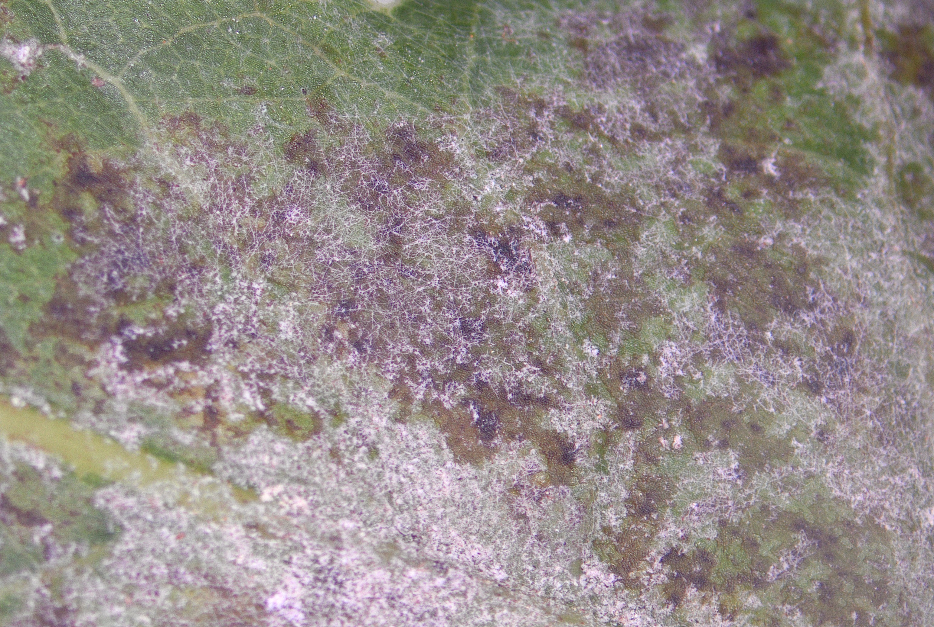 Oak Podosphaera.jpg